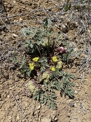 Cymopterus glomeratus greeleyorum