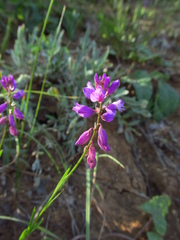 Polygala cretacea