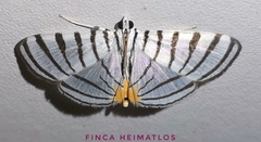 Conchylodes grammaphora