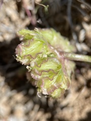 Cymopterus glomeratus greeleyorum