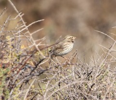 Passerculus sandwichensis rostratus