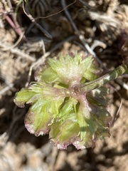 Cymopterus glomeratus greeleyorum
