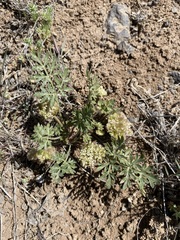 Cymopterus glomeratus greeleyorum