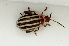 Kuschelina petaurista