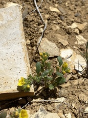 Phacelia lutea lutea