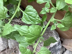 Tetragonia implexicoma