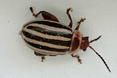 Kuschelina petaurista