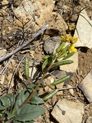 Chylismia claviformis cruciformis