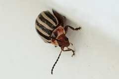 Kuschelina petaurista