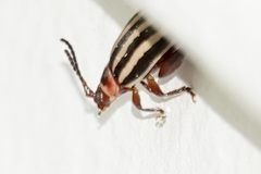 Kuschelina petaurista