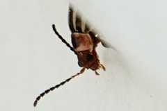 Kuschelina petaurista