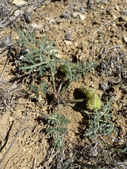Cymopterus glomeratus greeleyorum