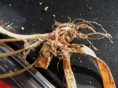 Luzula bulbosa