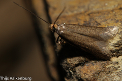 Pseudatemelia amparoella