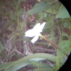 Zephyranthes drummondii