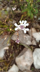 Iberis procumbens