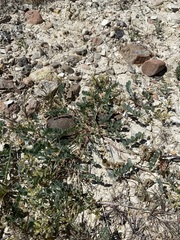 Astragalus iodanthus diaphanoides