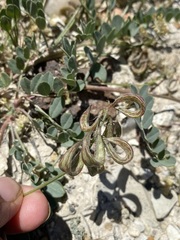 Astragalus iodanthus diaphanoides