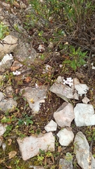 Iberis procumbens
