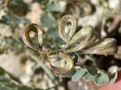Astragalus iodanthus diaphanoides