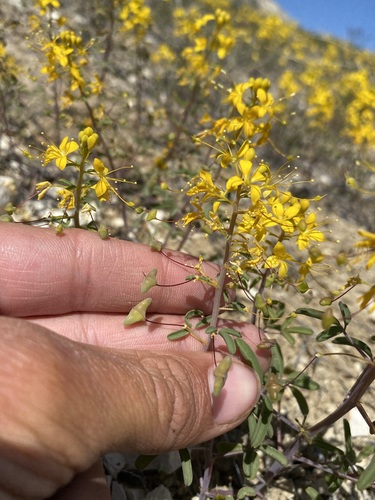 Image of Cleomella hillmanii by (c) Matt Berger, some rights reserved (CC BY)