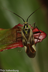 Reuterista instabilis