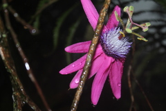 Passiflora rogitamensis