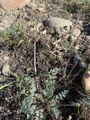 Lomatium canbyi