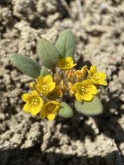 Phacelia lutea lutea