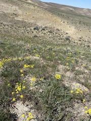 Lomatium ambiguum