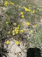 Lomatium ambiguum