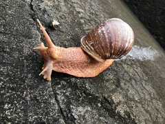 Megalobulimus popelairianus