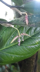 Pleurothallis talpinaria