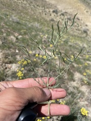 Lomatium ambiguum
