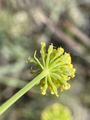 Lomatium ambiguum