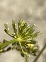 Lomatium ambiguum