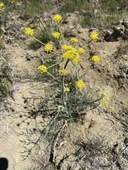 Lomatium ambiguum