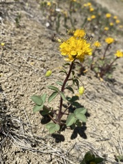 Cleomella platycarpa