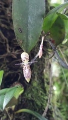 Pleurothallis talpinaria