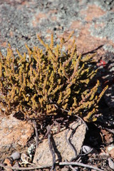 Crassula muscosa obtusifolia
