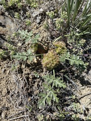Cymopterus glomeratus greeleyorum