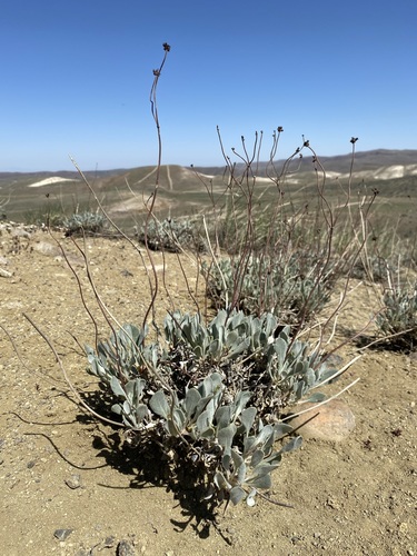 False Naked Buckwheat (Eriogonum novonudum)