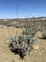 Eriogonum novonudum