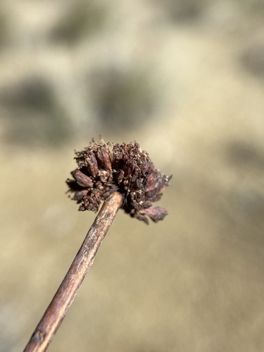 Image of Eriogonum novonudum by (c) Matt Berger, some rights reserved (CC BY)