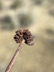 Eriogonum novonudum