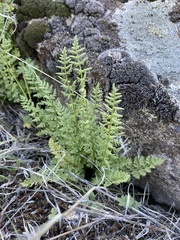 Woodsia oregana
