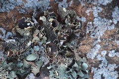 Xanthoparmelia frondosa