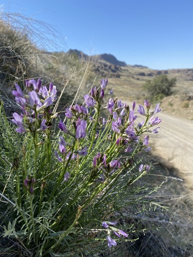 Image of Astragalus conjunctus by (c) Matt Berger, some rights reserved (CC BY)