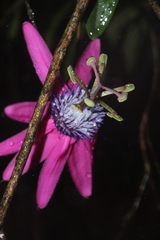 Passiflora rogitamensis