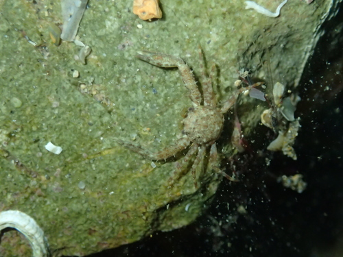 Pisidia bluteli